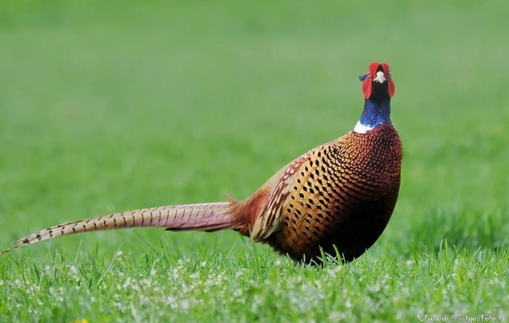 250 pheasants released into wild