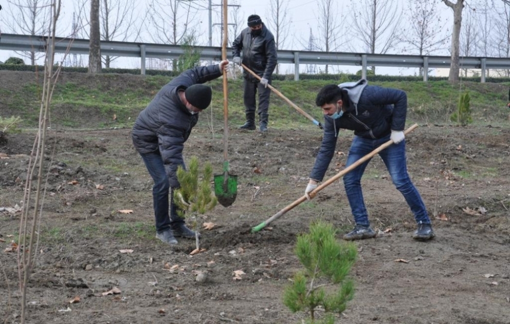 “Xocalıya ədalət!” kampaniyası çərçivəsində Yevlaxda 613 ağac əkilib
