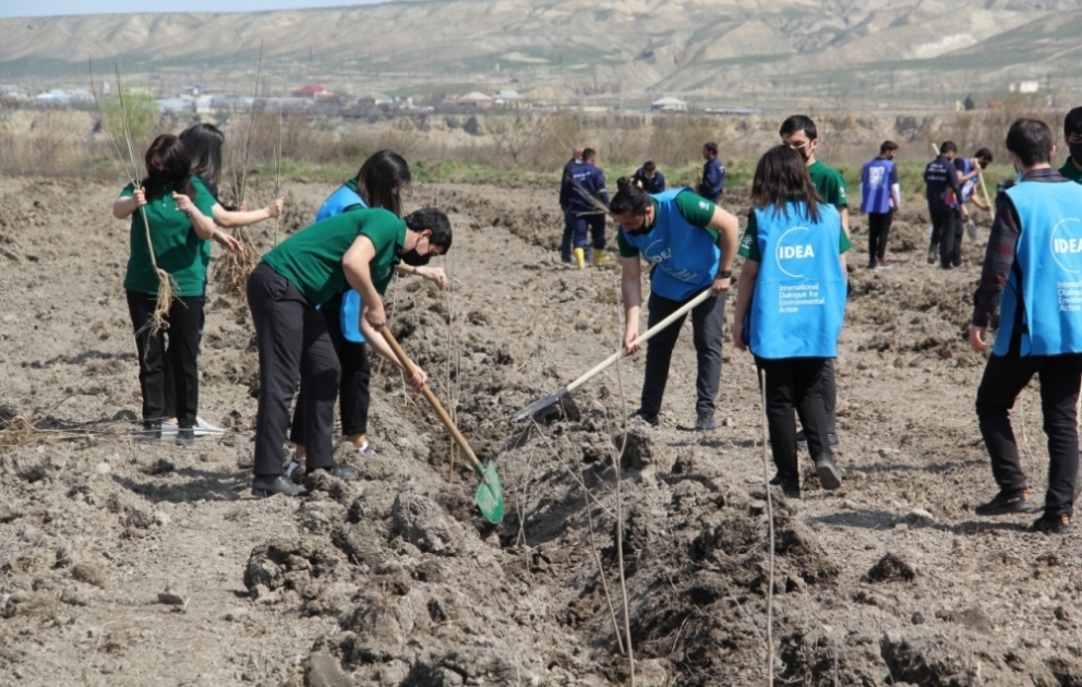 “Yaşıl marafon” çərçivəsində Şirvanda 2500 ağac əkilib