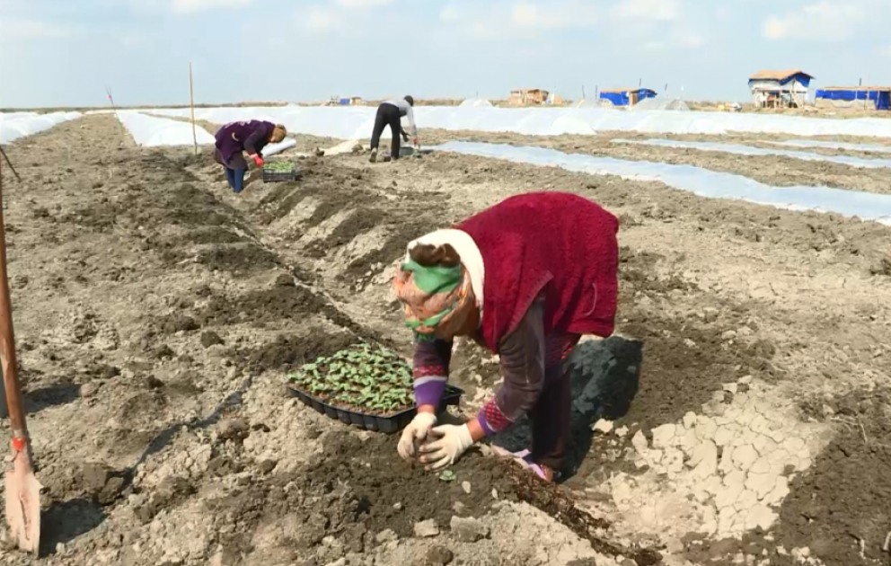 Sabirabadda örtük altında qarpız əkini yekunlaşmaq üzrədir