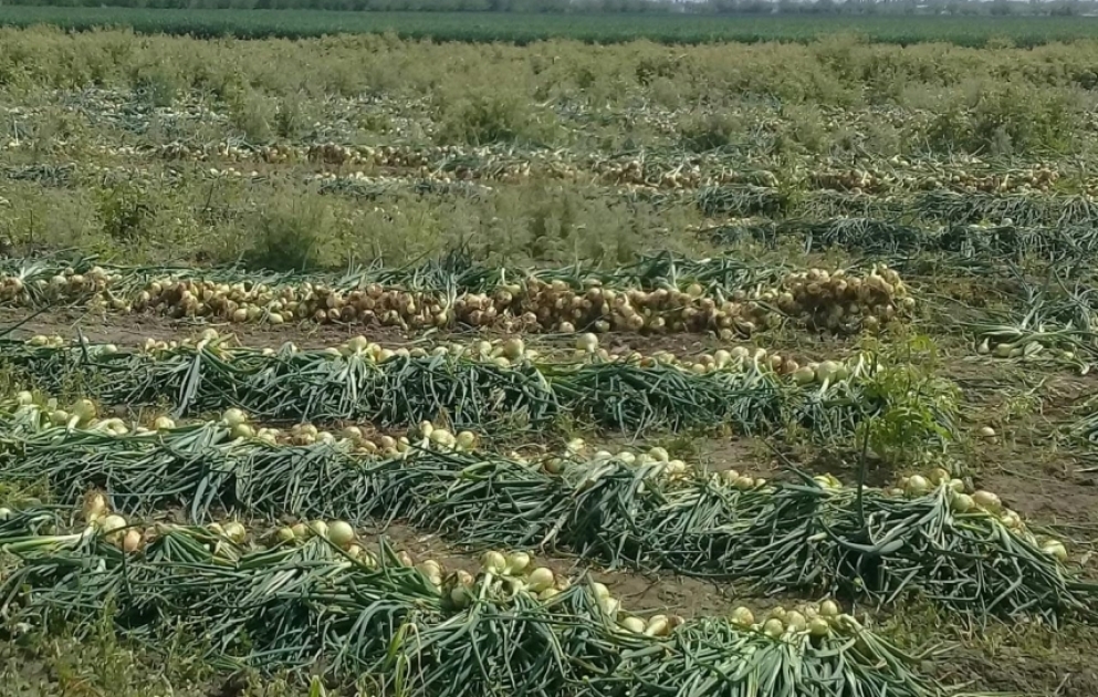 Bərdədə soğan yığımına başlanılıb - sahədə bir kiloqramı 40-50 qəpiyə təklif olunur