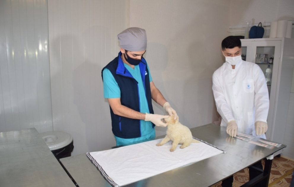 Qubada sahibsiz itlər üçün sığınacaq istifadəyə verilib