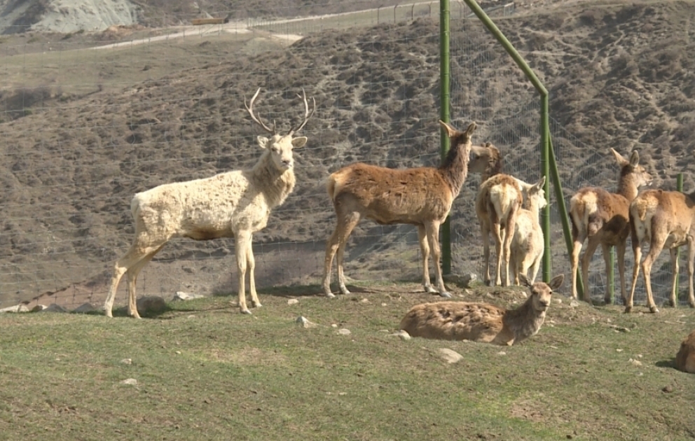 Ərazisinə və heyvan növlərinin çoxluğuna görə Qafqazda yeganə olan  Şamaxı Safarı Parkından reportaj