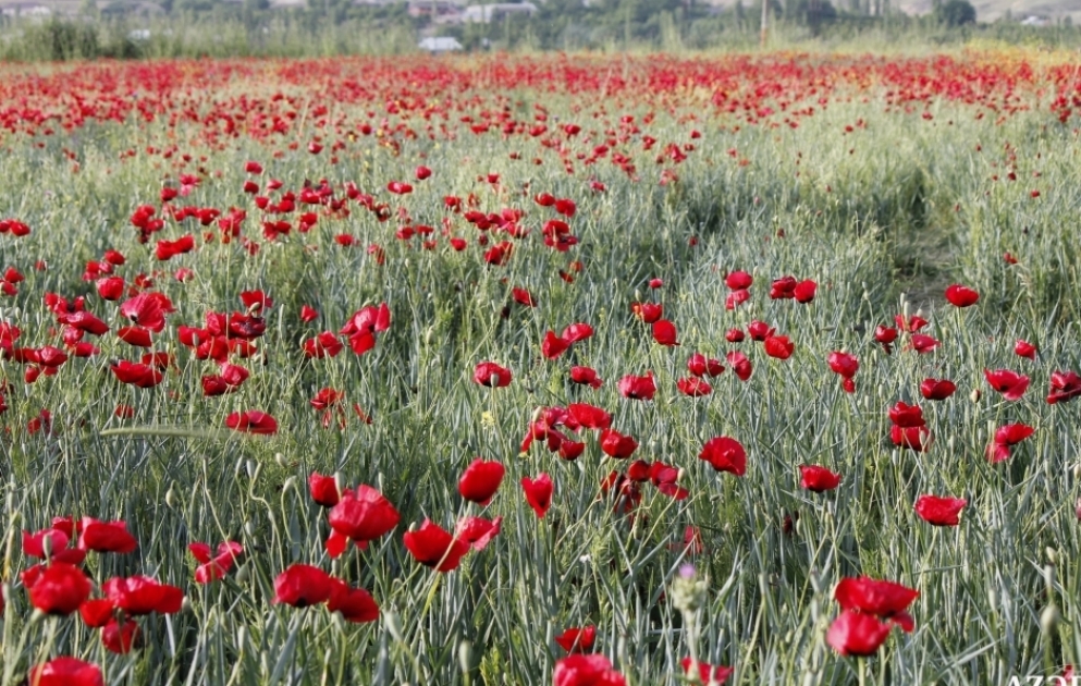 Çıxıbdır yenə də dizə lalələr