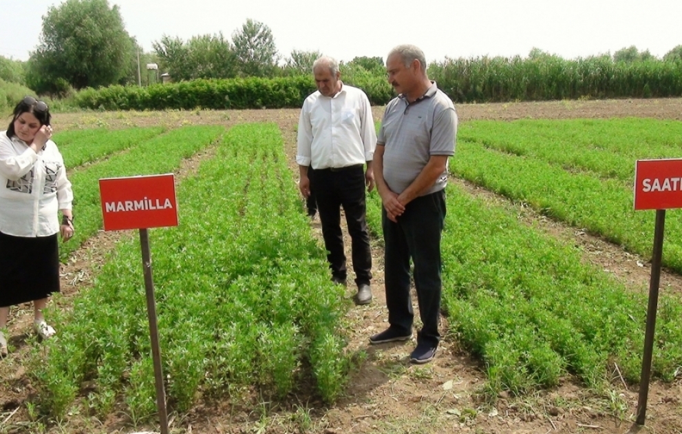 Xaşa bitkisi və yonca toxumlarının sınaq əkini sahələrində yüksək çıxış əldə olunub