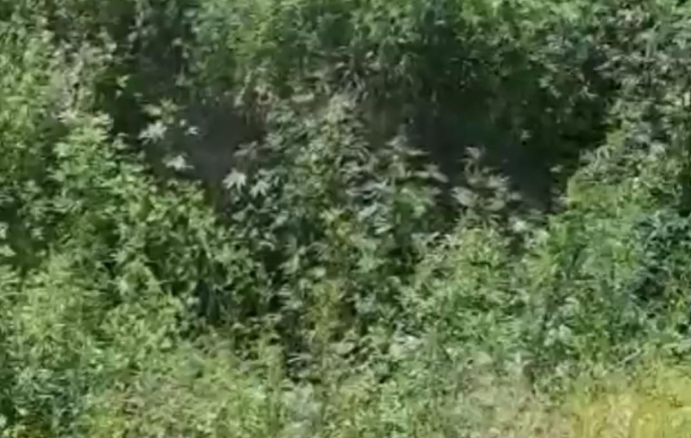 Qubadlıda narkotik tərkibli bitkilər aşkar edilib