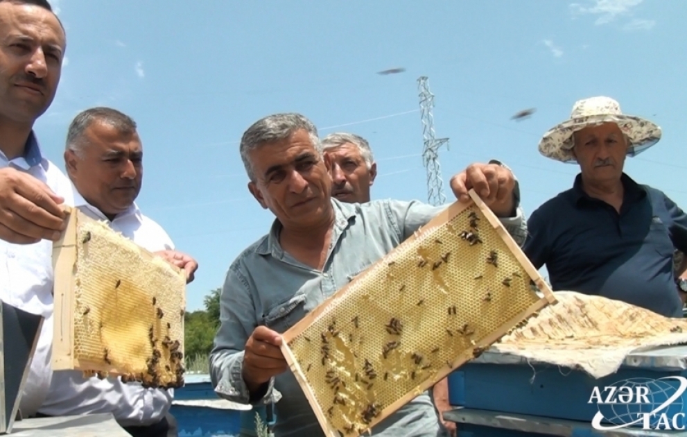 Kəlbəcərdə ilk bal süzülür – məhsul boldur