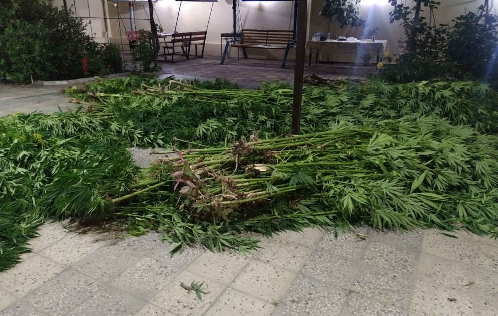 Xaçmazda 7 ton çətənə kolu və 48 kiloqram marixuana dövriyyədən çıxarılıb