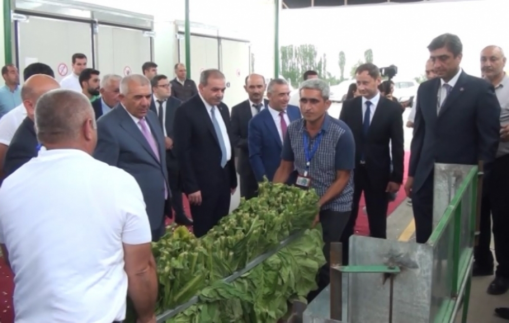 Tovuzda tütünqurutma məntəqəsi açılıb