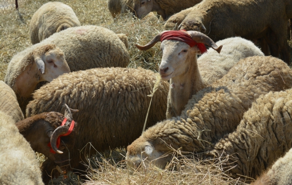 Qubada bayramın ilk günü satışa 500 baş qurbanlıq qoyun çıxarılıb