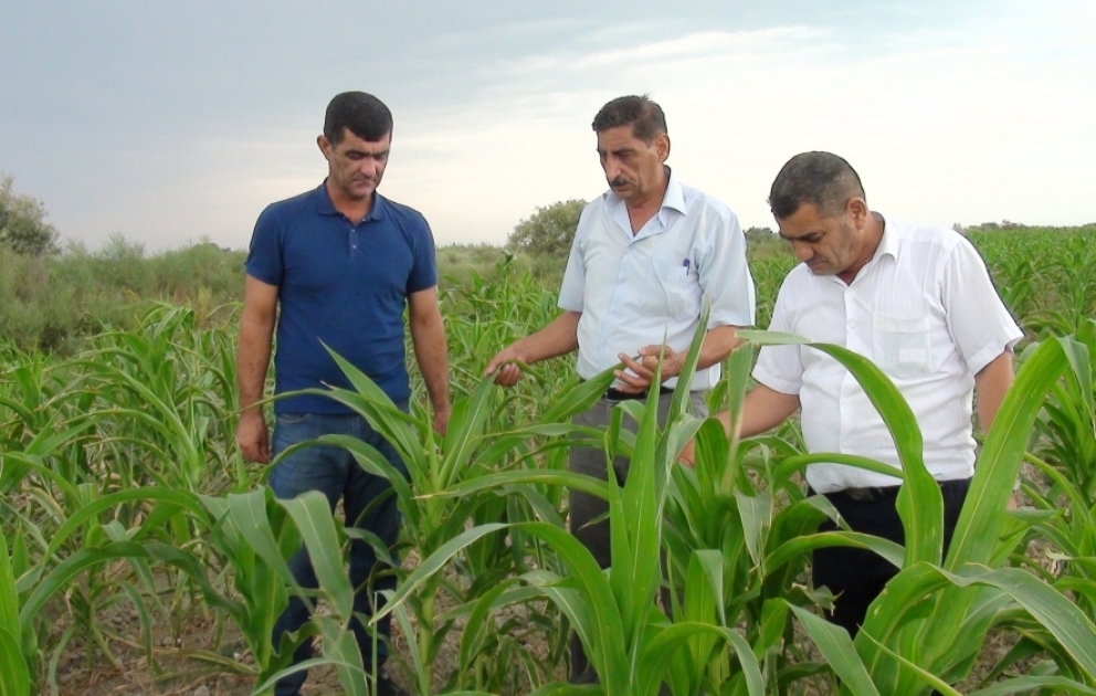 Bu il Neftçalada 600 hektar sahədə təkrar qarğıdalı əkini aparılıb