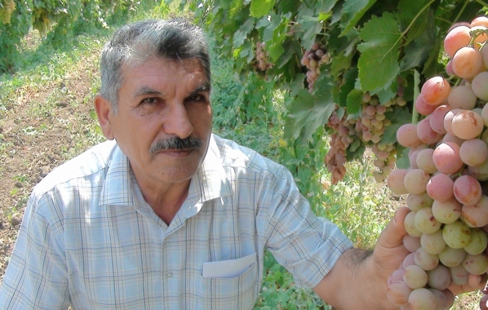 Cəlilabadın üzüm bağlarında məhsul boldur, qiyməti 50 qəpik - 1 manat arasında dəyişir