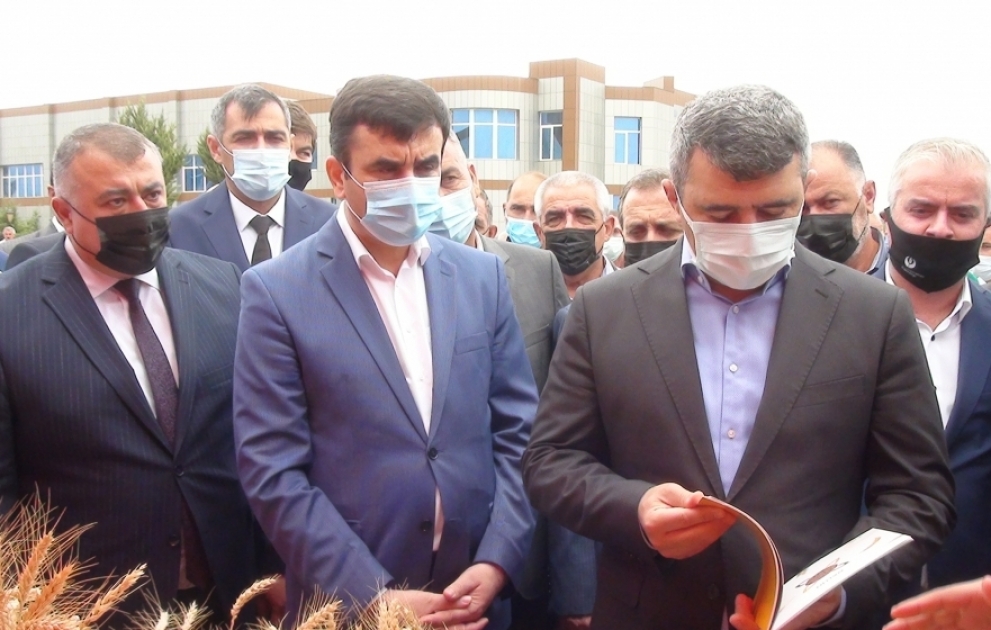 Saatlıda keçirilən toxum sərgi-satış yarmarkasında 20-dən çox yerli sort taxıl nümayiş olunub