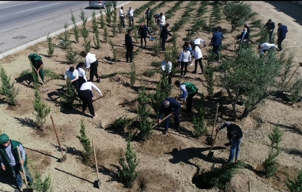 Bakıda Anım Gününə həsr olunmuş ağacəkmə aksiyası keçirilib