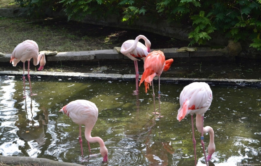 Baltikyanı ölkələr içərisində ən böyük zoopark Latviyada yerləşir