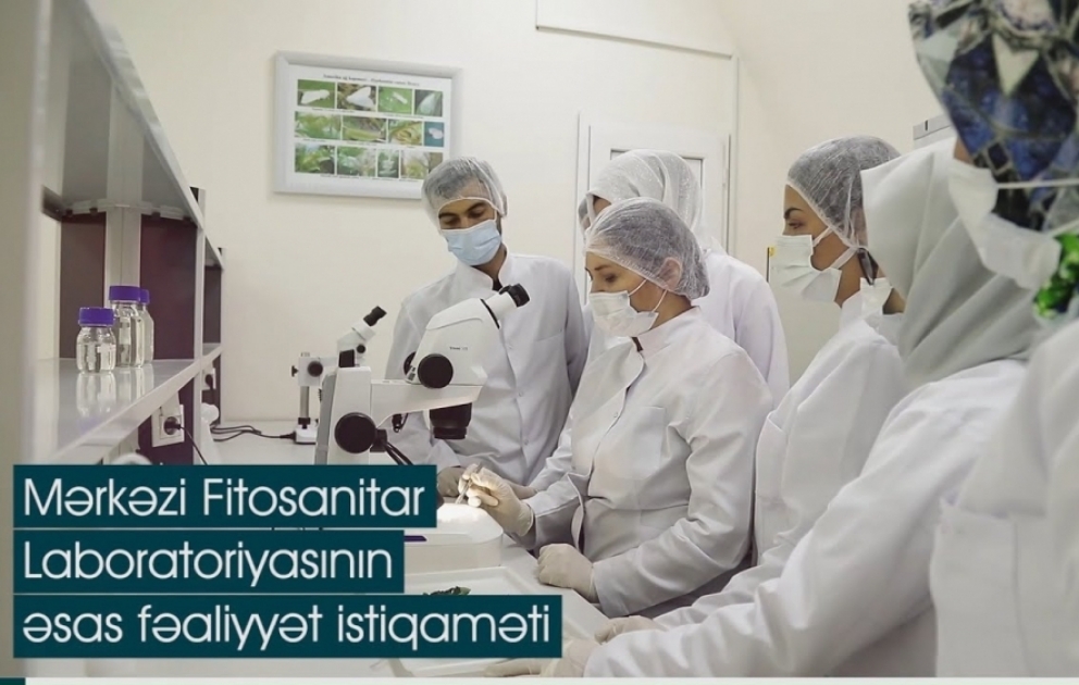 AQTİ-nin Mərkəzi Fitosanitar Laboratoriyası bitki və bitkiçilik məhsullarında geni dəyişdirilmiş orqanizmləri aşkarlayır