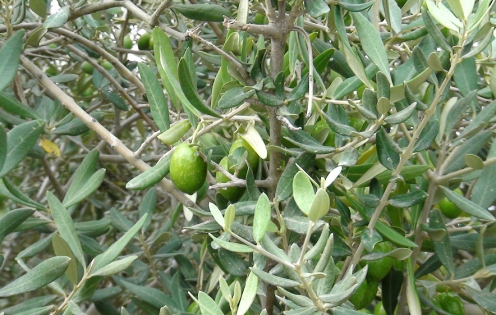 Salyanda fermerlər zeytun əkininə böyük maraq göstərirlər
