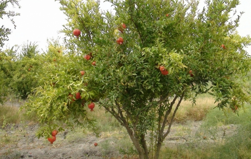 Salyanda Ağ nar”ın yığımı yekunlaşmaq üzrədir