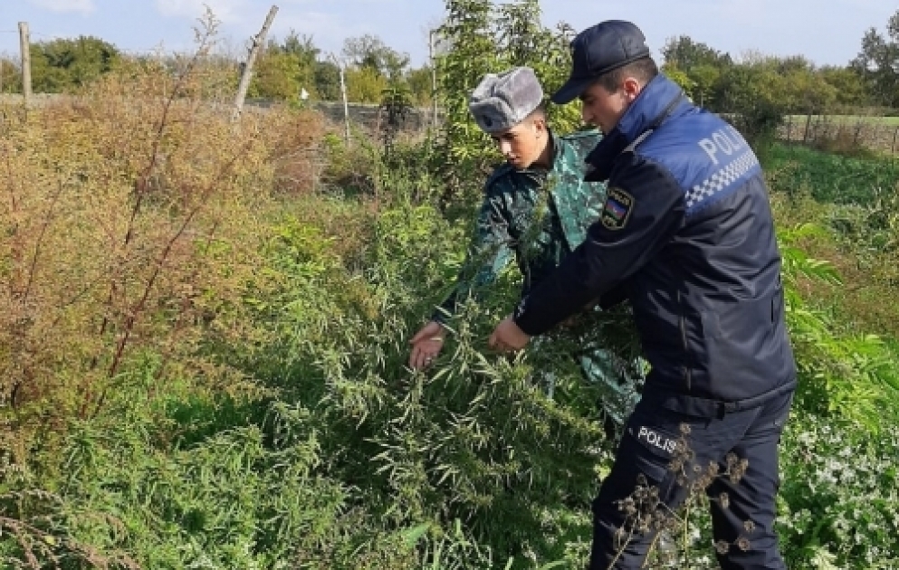 Zaqatalada xeyli miqdarda narkotik vasitə məhv edilib
