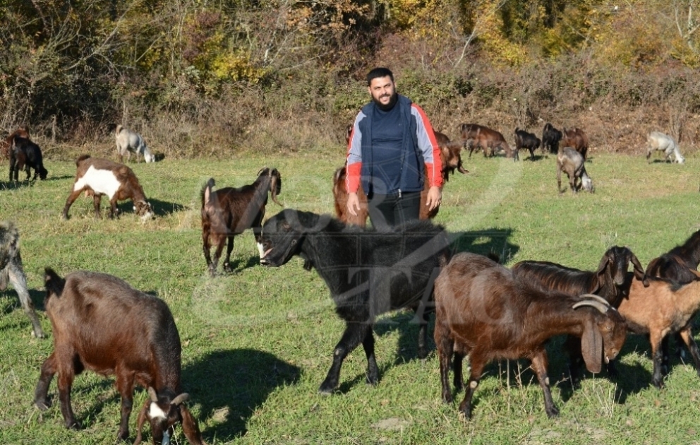 Xaçmazlı fermer təsərrüfatında yüzdən çox Hələb keçisi saxlayır