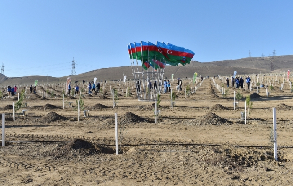 Campagne de plantation d'arbres : 2 500 arbres de diverses espèces ont été plantés à Bakou