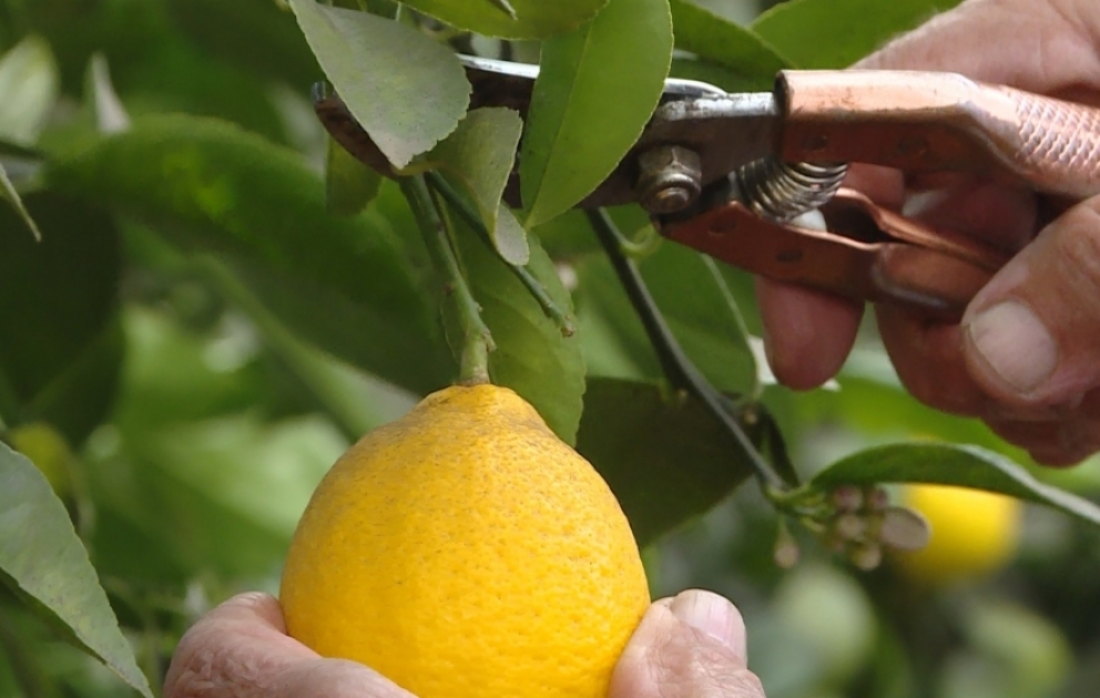 Tovuzlu fermer istixana şəraitində becərdiyi limonun biznesini qurub