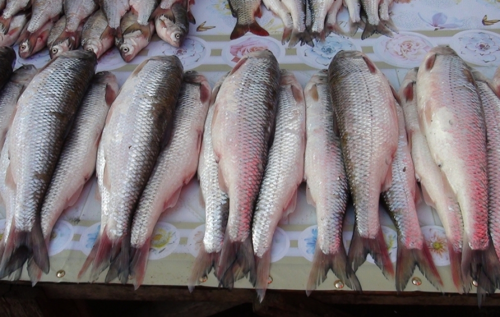 Bayramqabağı bazarlarda balığın qiymətləri ucuzdur