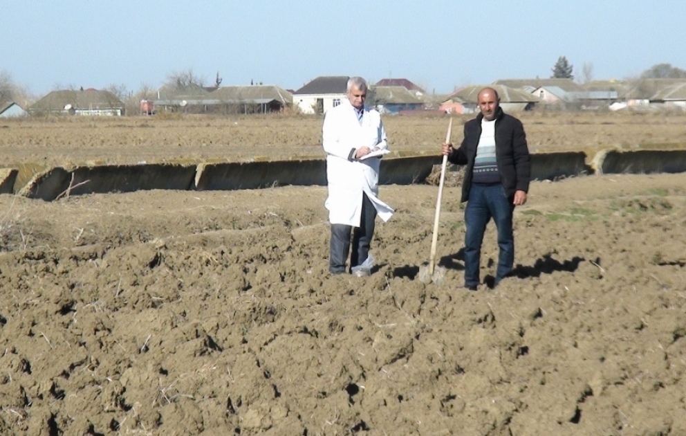 Biləsuvarda torpaqların analizi məhsuldarlığı artırıb