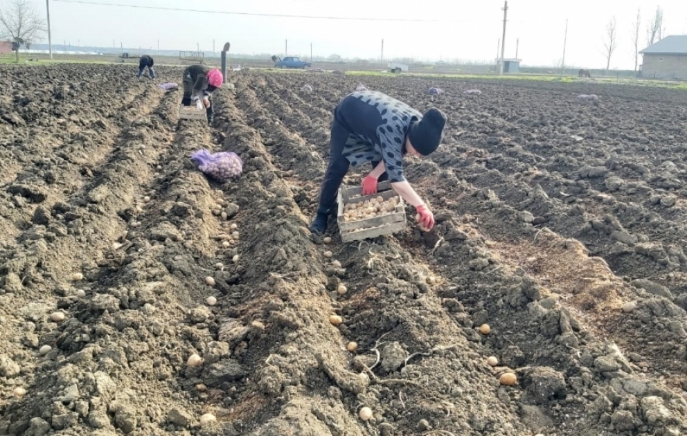 Masallıda bu il 1000 hektar sahədə kartof əkiləcək