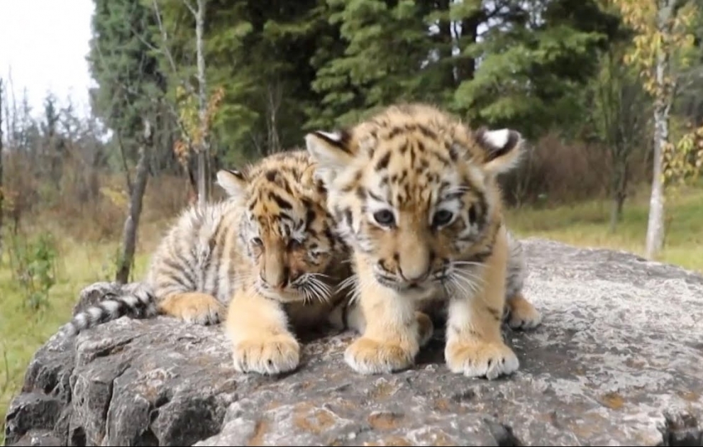 100-day-old Twin Siberian Tiger Cubs Meet Public at Yunnan Zoo
