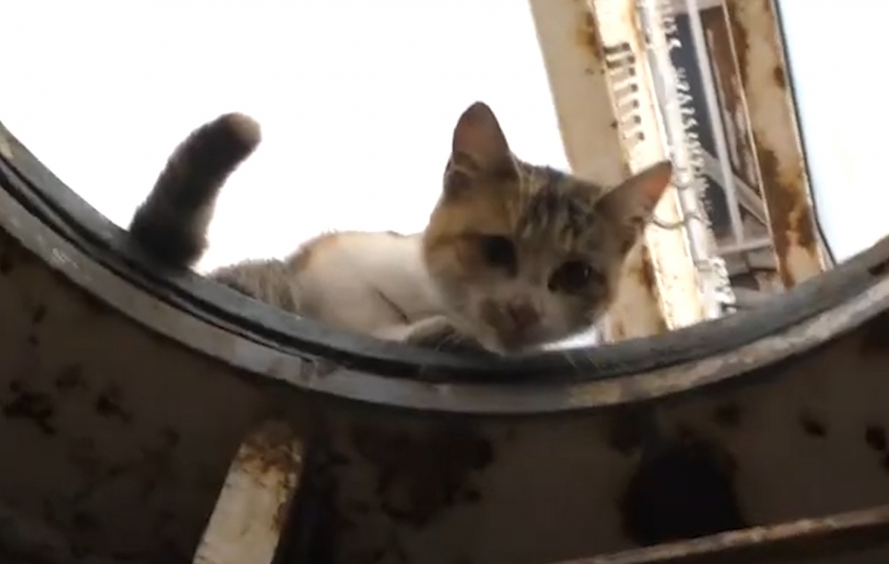 Tokat şəhərində reklam dirəyinin üstündə qalan pişik xilas edilib