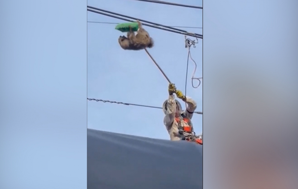 Kolumbiyada çöl heyvanı xilas edildi