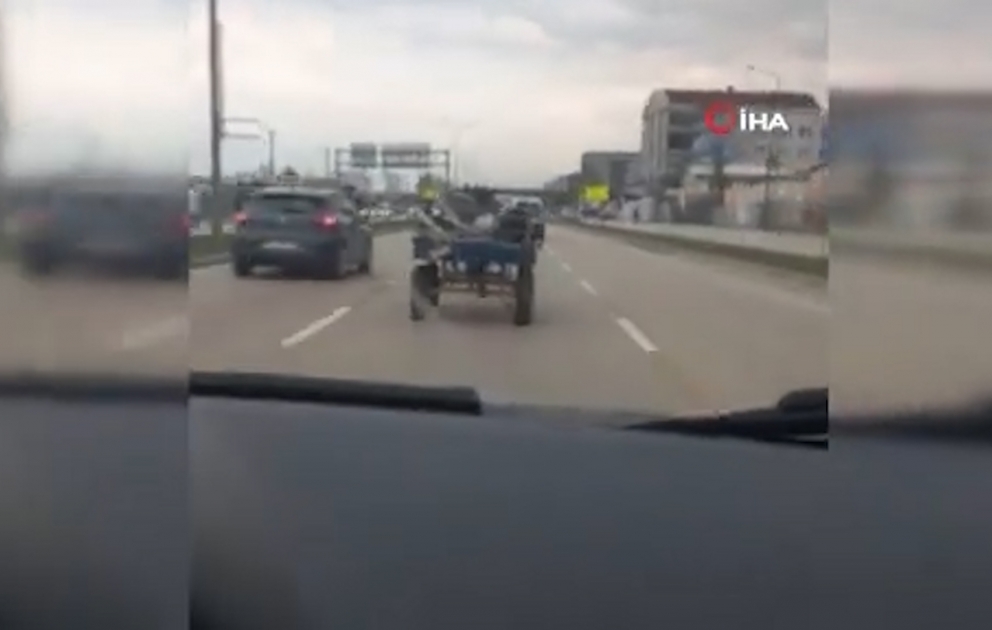Bursada sahibindən qaçan at nəqliyyata çətin anlar yaşadıb