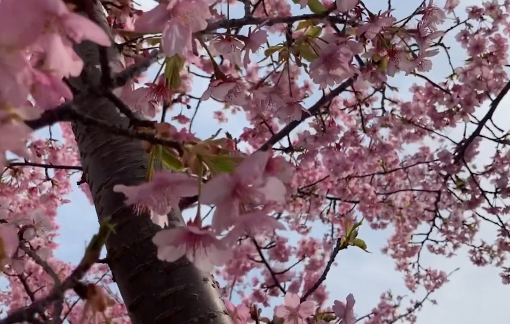 Yaponiyada sakura ağacı çiçəkləməyə başlayıb