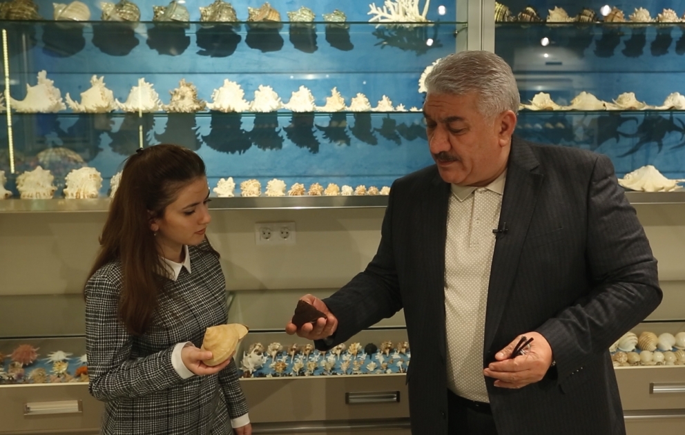 Balıqqulağı kolleksiyasından ibarət kiçik muzey