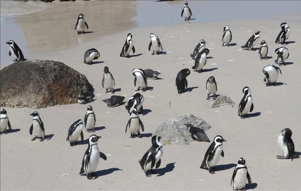 Pinguine in Südafrika: Gibt es sie bald nicht mehr?