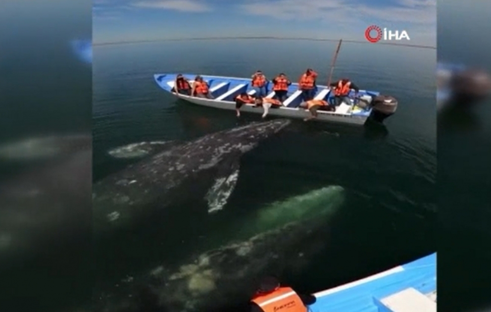 Turist gəmisinə yaxınlaşan boz balina hər kəsi təəccübləndirib