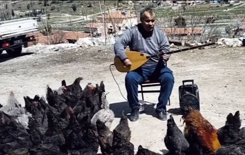 Bu insan hər gün toyuqlarına konsert verir