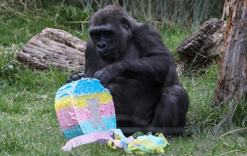 London Zooparkında Pasxa qeyd olunub