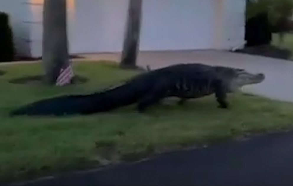 Florida küçələrində qorxunc anlar yaşanıb