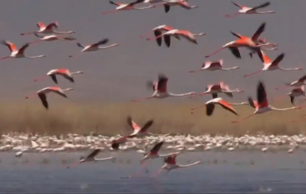 Flaminqolar Eber gölünə rəng qatırlar