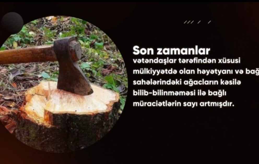 Baş Prokurorluq: #maariflənək həştəqi altında xüsusi mülkiyyətdə olan torpaq sahələrindəki ağacların kəsilə bilinib-bilinməməsi ilə bağlı məlumat verilib