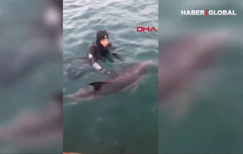 Sahilə çıxan delfin dalğıclar tərəfindən dənizə qaytarıldı