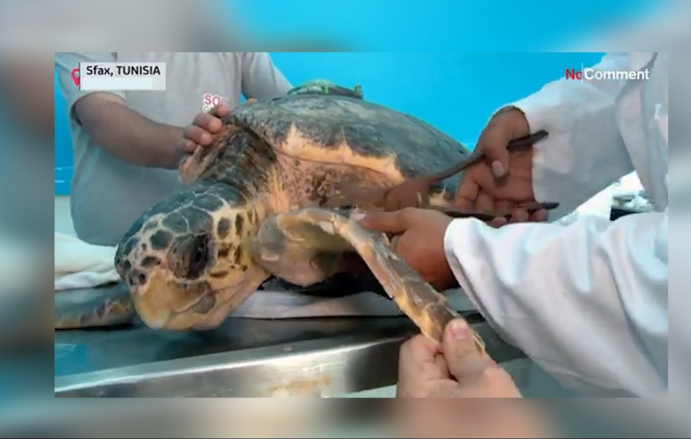 Tunisie: sauvées, trois tortues d'espèces protégées ont été relâchées