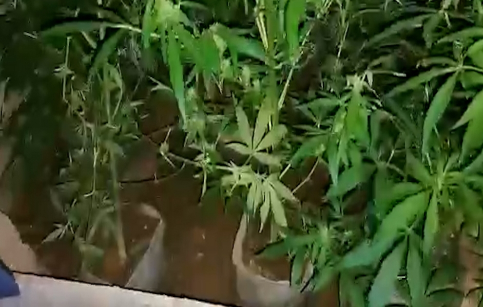 Zirə qəsəbəsində narkotacirdən 26 kiloqram çətənə kolu və marixuana aşkar edilib