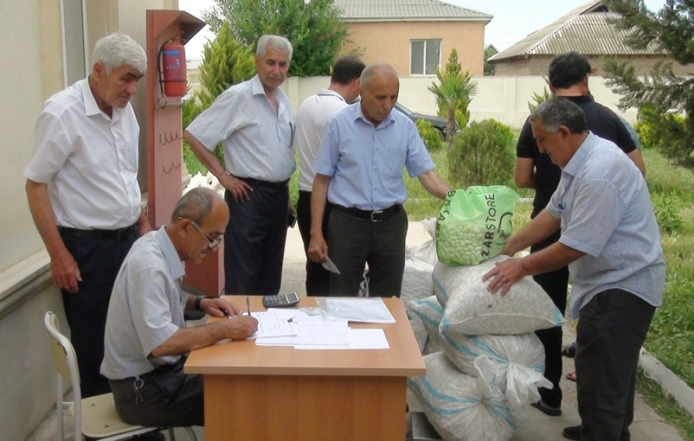 İmişli kümçüləri 6 tondan çox yaş barama təhvil veriblər