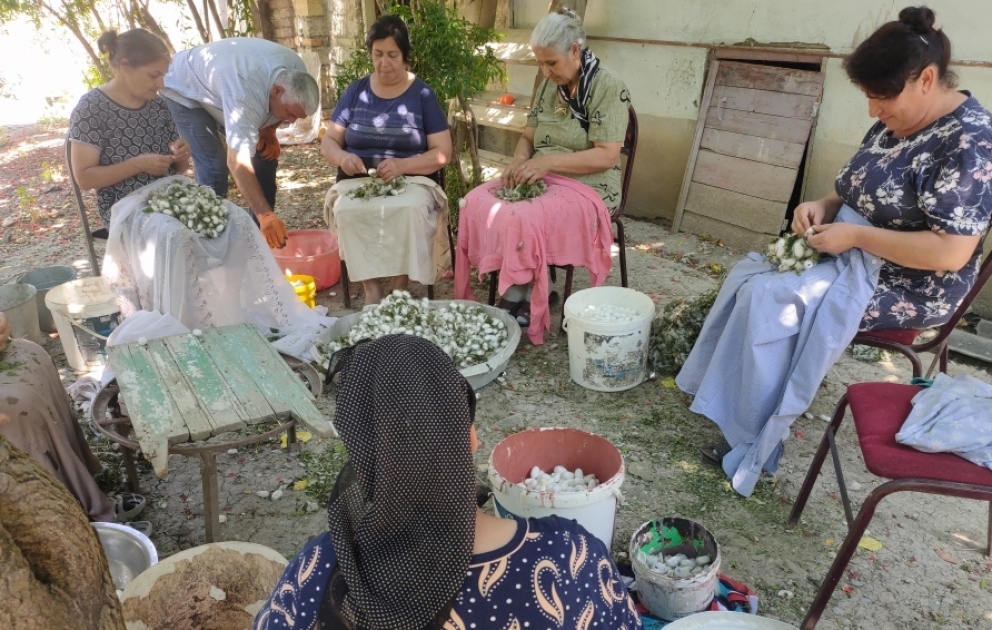 Göyçaylı kümçü: Kənd yerində 40 gündə çəkdiyin əziyyətin bəhrəsini görmək, gəlir götürmək çox sərfəlidir