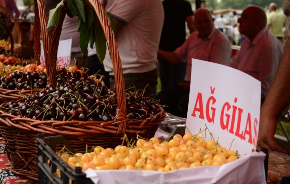 Xaçmazda Azərbaycanda ilk dəfə “Albalı və gilas” festivalı təşkil olunub
