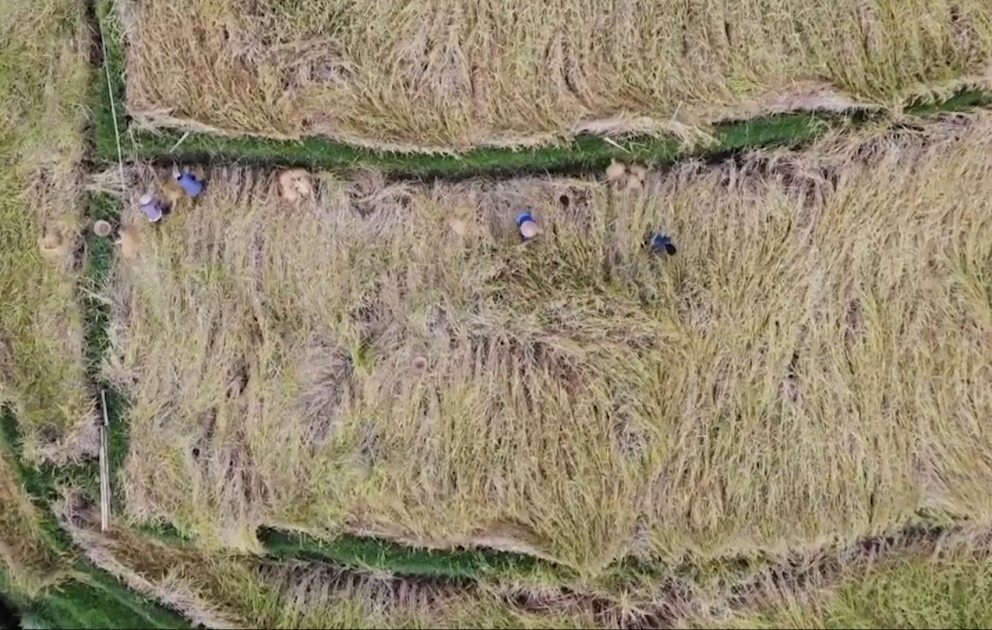 UNESCO tərəfindən dünya mədəni irsi elan edilmiş düyü
