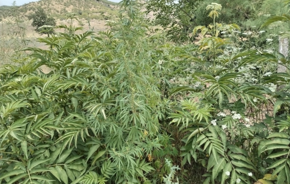 Zəngilanda bir tondan çox çətənə məhv edilib
